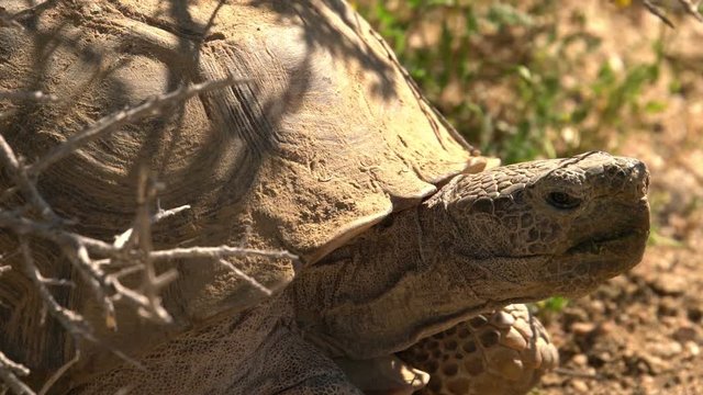 Wild Desert Tortoise Closeup of Gopherus Agassizii in Mojave Desert California