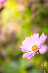 Obraz premium The background image of the colorful flowers