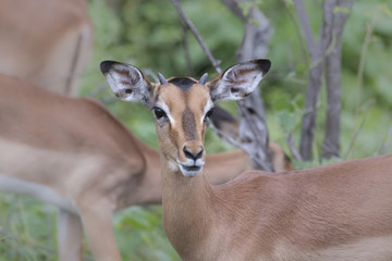 impala is most common in South Africa  They on all of the predator s menu 