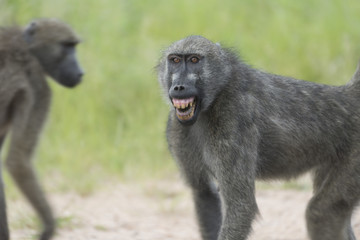 Baboon showing his fangs to intimidate others around him. 