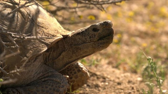 Wild Desert Tortoise Closeup of Gopherus Agassizii in Mojave Desert California