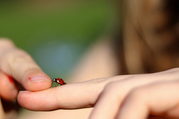 Ladybug Crawling