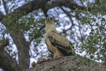 Tawny Eagle with its Franklin for breakfast 