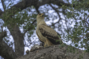 Tawny Eagle with its Franklin for breakfast 
