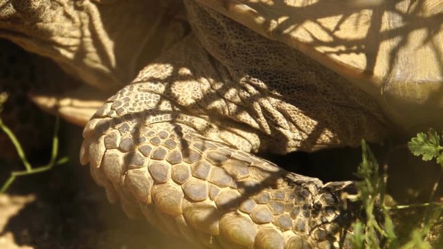 Wild Desert Tortoise Closeup of Gopherus Agassizii in Mojave Desert California