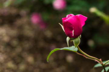 Rosebud
