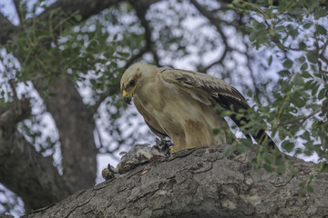 Tawny eagle with his breakfast a crested Franklin 