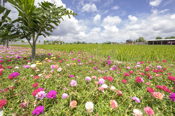 Portulaca grandiflora flower blooming on roadside land rice fields are in transplants. This is beauty of the idyllic, peaceful rural Vietnam