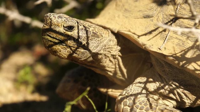 Wild Desert Tortoise Closeup of Gopherus Agassizii in Mojave Desert California