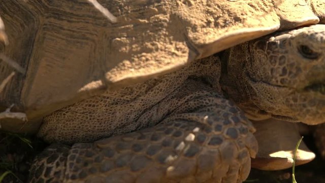Wild Desert Tortoise Closeup of Gopherus Agassizii in Mojave Desert California