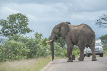 Fototapeta na wymiar Elephant passing through the car