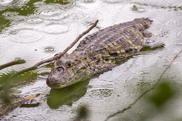 Caiman