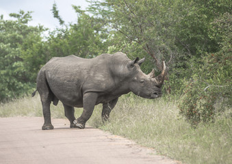 Rhino moving off the road  presenting a fine Horne.