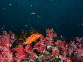 coral grouper with soft coral