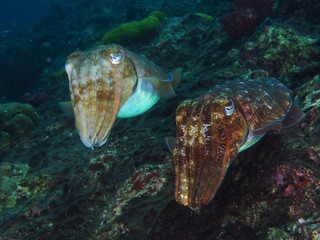 mating cuttle fish