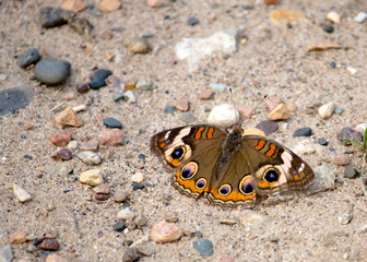 Colorful Buckeye Butterfly on Gravel
