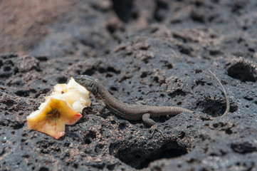 Lizard prepare to eat an apple core over a black lava rock