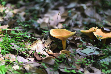 夏の森のきのこ