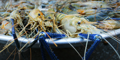 Asian blue shrimp