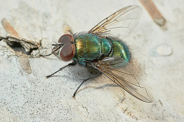 Green fly on a birch log