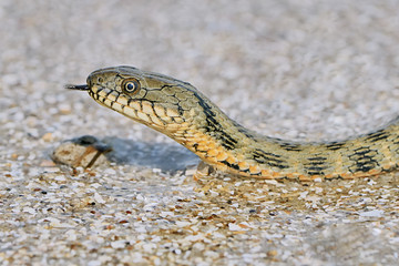 Water snake on the Bay
