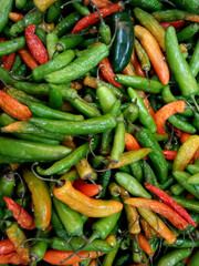 Chilli Pepperx Varieties