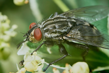 Gray fly in the garden
