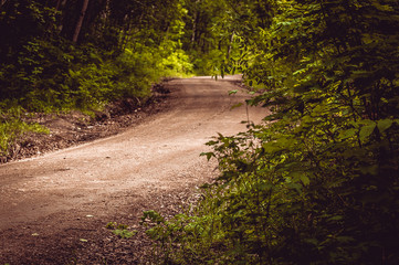 A dirt road in the wild Far East taiga