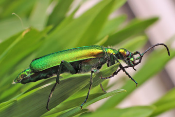Beetle