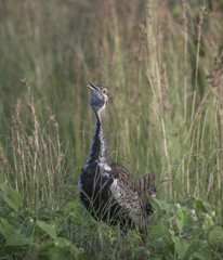 Korhaan Bushveld bird