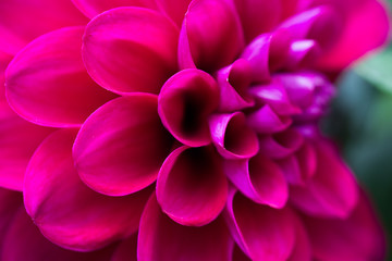 Dahlia macro