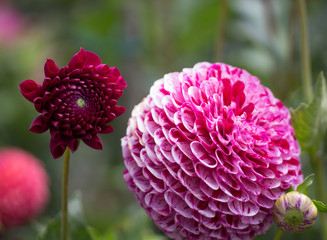 Dahlias