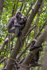 Family of Spectacled leaf Monkey at Satun Province, Sounthern of Thailand.