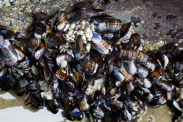 Mussels