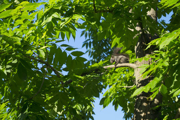 белка на ветке