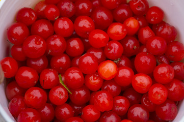 дикая вишня