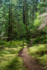 Sunlit hiking trail or path in lush rain forest wilderness