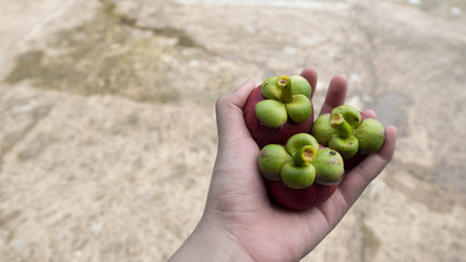 mangosteen