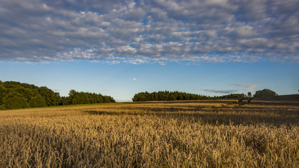 Obraz premium Clear blue sky over the corn field, which is brightened by shaft from the sun. Sunny landscape with moon.