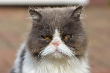Fototapeta premium Dirty and sick homeless cat Persian breed. Close-up.