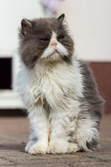 Dirty and sick homeless cat Persian breed.