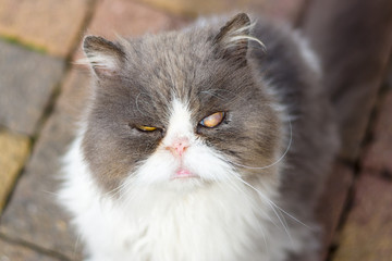 Dirty and sick homeless cat Persian breed. Close-up.