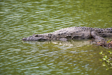 Caiman