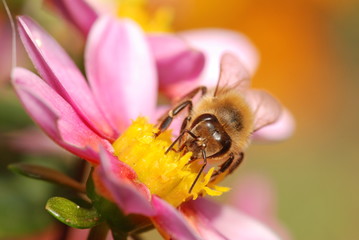 Honey bee collecting nectar from a flower © Nathan McClunie