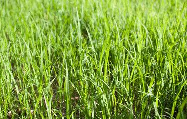 green rice