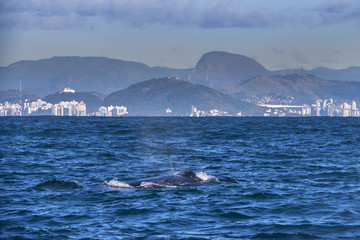 Fototapeta premium Humpback whale