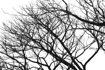 Silhouette dead tree isolated on white background for halloween or scary.with clipping path.