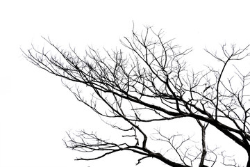 Fototapeta na wymiar Silhouette dead tree isolated on white background for halloween or scary.with clipping path.