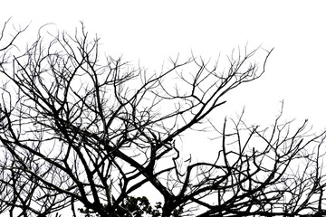 Silhouette dead tree isolated on white background for halloween or scary.with clipping path.