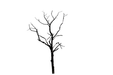 Silhouette dead tree isolated on white background for halloween or scary.with clipping path.